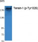 Tensin-1 (phospho Tyr1326) Polyclonal Antibody