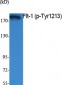 Flt-1 (phospho Tyr1213) Polyclonal Antibody