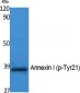 Annexin I (phospho Tyr21) Polyclonal Antibody