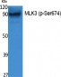 MLK3 (phospho Ser674) Polyclonal Antibody