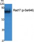 Rad17 (phospho Ser646) Polyclonal Antibody