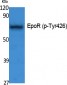 EpoR (phospho Tyr426) Polyclonal Antibody