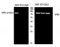 Synapsin-1 (phospho Ser553) Polyclonal Antibody