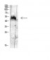 MDM2 (Phospho-Tyr394) Antibody