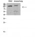 Sodium Potassium ATPase alpha-1 (Phospho-Tyr260) Antibody