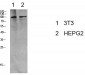 eEF2 (Phospho-Thr56) Antibody