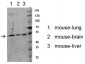 Akt (Phospho-Ser129) Antibody