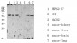 RIPK2 (Phospho-Ser176) Antibody