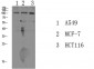 Na+/K+-ATPase α1 (Phospho-Tyr260) Polyclonal Antibody
