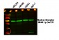 Nuclear Receptor NR4A1 (Phospho-Ser351) Antibody