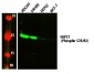 HSP27 (Phospho S78/82) Polyclonal Antibody