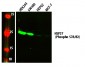 HSP27 (Phospho S78/82) Polyclonal Antibody