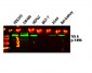 Trk A (Phospho-Y496) Antibody