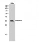 11β-HSD1 Polyclonal Antibody