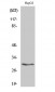 14-3-3 β Polyclonal Antibody