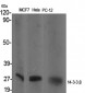 14-3-3 β Polyclonal Antibody