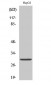 14-3-3 ε Polyclonal Antibody