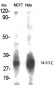 14-3-3 ζ Polyclonal Antibody