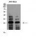 14-3-3 ζ Polyclonal Antibody