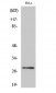 14-3-3 θ/τ Polyclonal Antibody