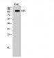 4.1G Polyclonal Antibody