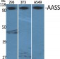 AASS Polyclonal Antibody
