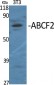 ABCF2 Polyclonal Antibody