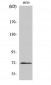 ABCG2 Polyclonal Antibody