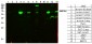 ABCG2 Polyclonal Antibody