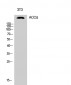 ACCα Polyclonal Antibody