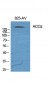 ACCα Polyclonal Antibody