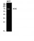 AChE Polyclonal Antibody