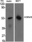 AChRα10 Polyclonal Antibody