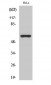 AChRα3 Polyclonal Antibody