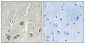 ACOT8 Polyclonal Antibody