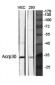 Acrp30 Polyclonal Antibody