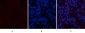 Actin β Polyclonal Antibody