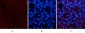 Actin β Polyclonal Antibody