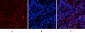 Actin β Polyclonal Antibody