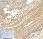 Actin β Polyclonal Antibody