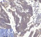 Actin β Polyclonal Antibody