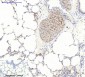 Actin β Polyclonal Antibody