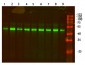 Actin β Polyclonal Antibody