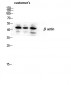Actin β Polyclonal Antibody