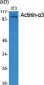 Actinin-α3 Polyclonal Antibody