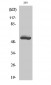 ACTR-IB Polyclonal Antibody