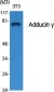 Adducin γ Polyclonal Antibody