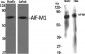 AIF-M1 Polyclonal Antibody