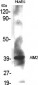 AIM2 Polyclonal Antibody