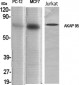 AKAP 95 Polyclonal Antibody